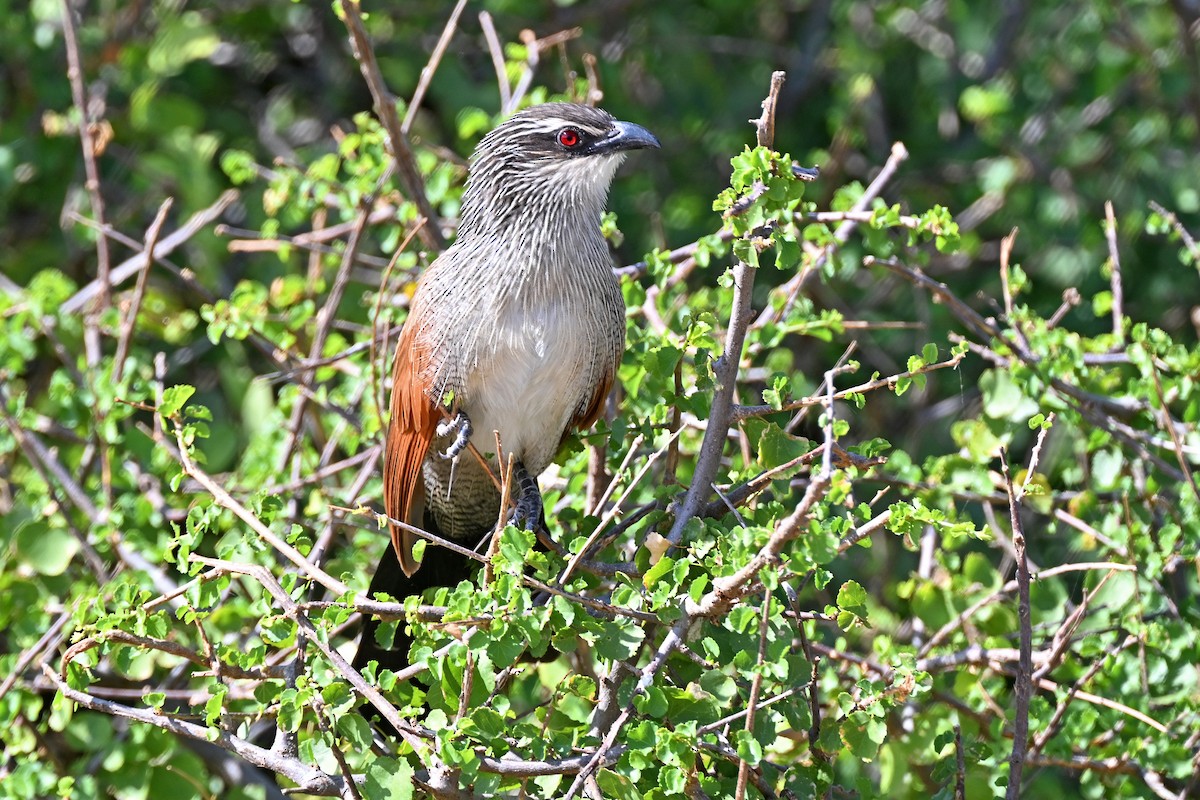 White-browed Coucal - ML645142300