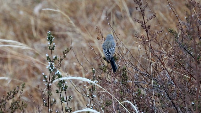 Насіннєїд великий - ML645142301