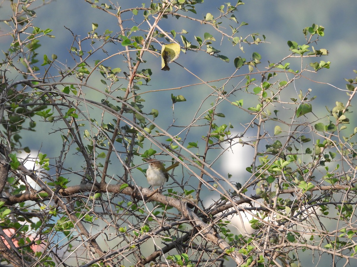 langstjertskredderfugl - ML645142303