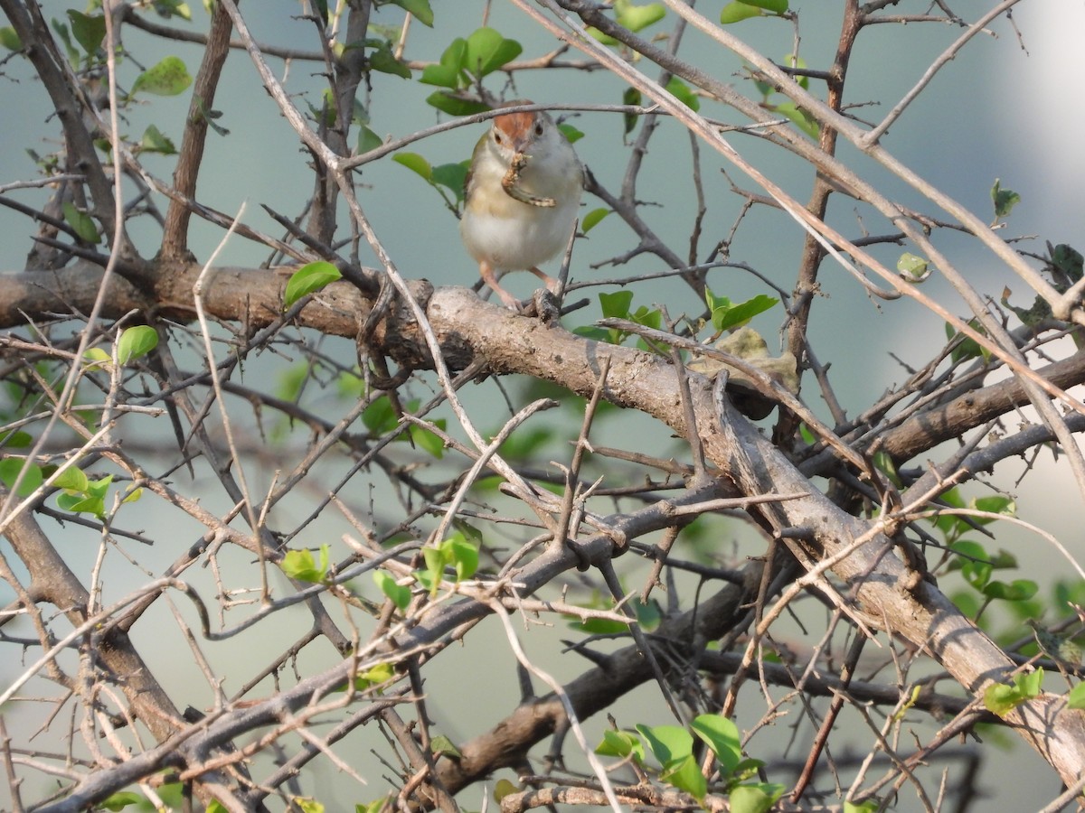 langstjertskredderfugl - ML645142304