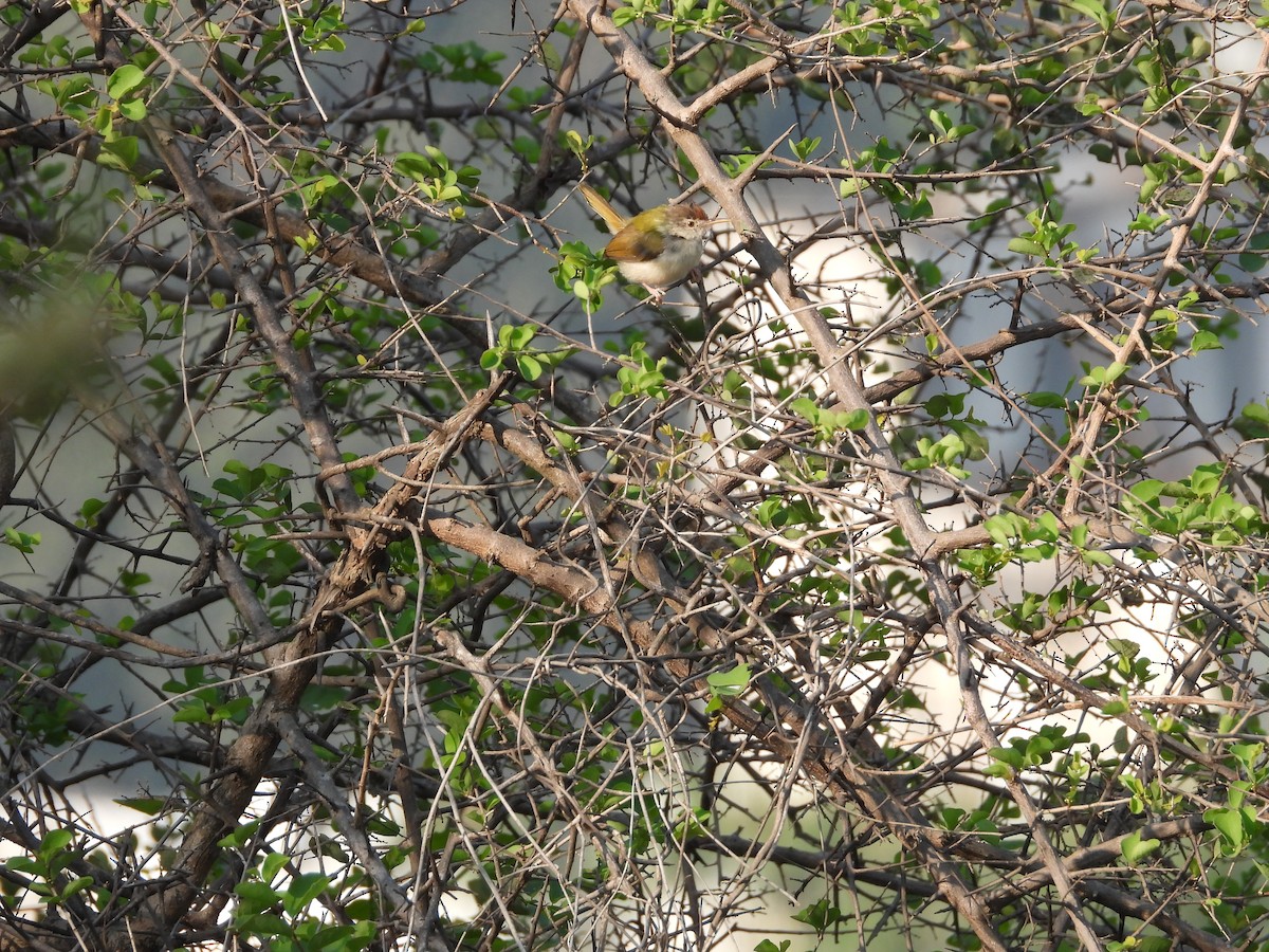 langstjertskredderfugl - ML645142305