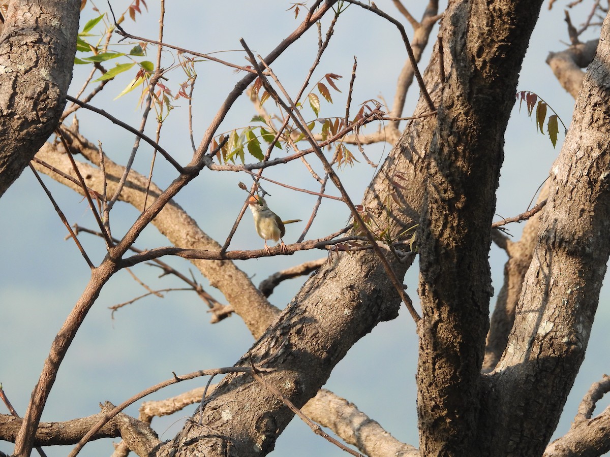 langstjertskredderfugl - ML645142306