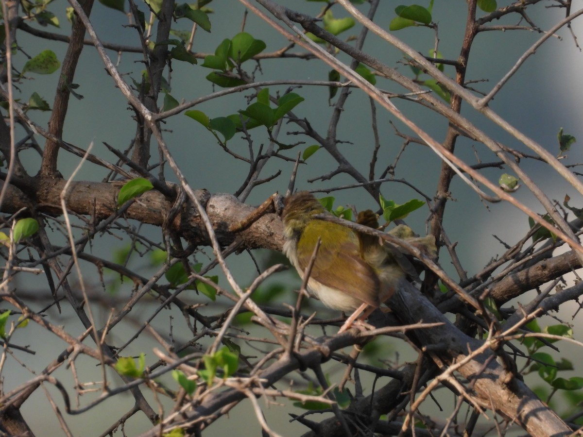 langstjertskredderfugl - ML645142308