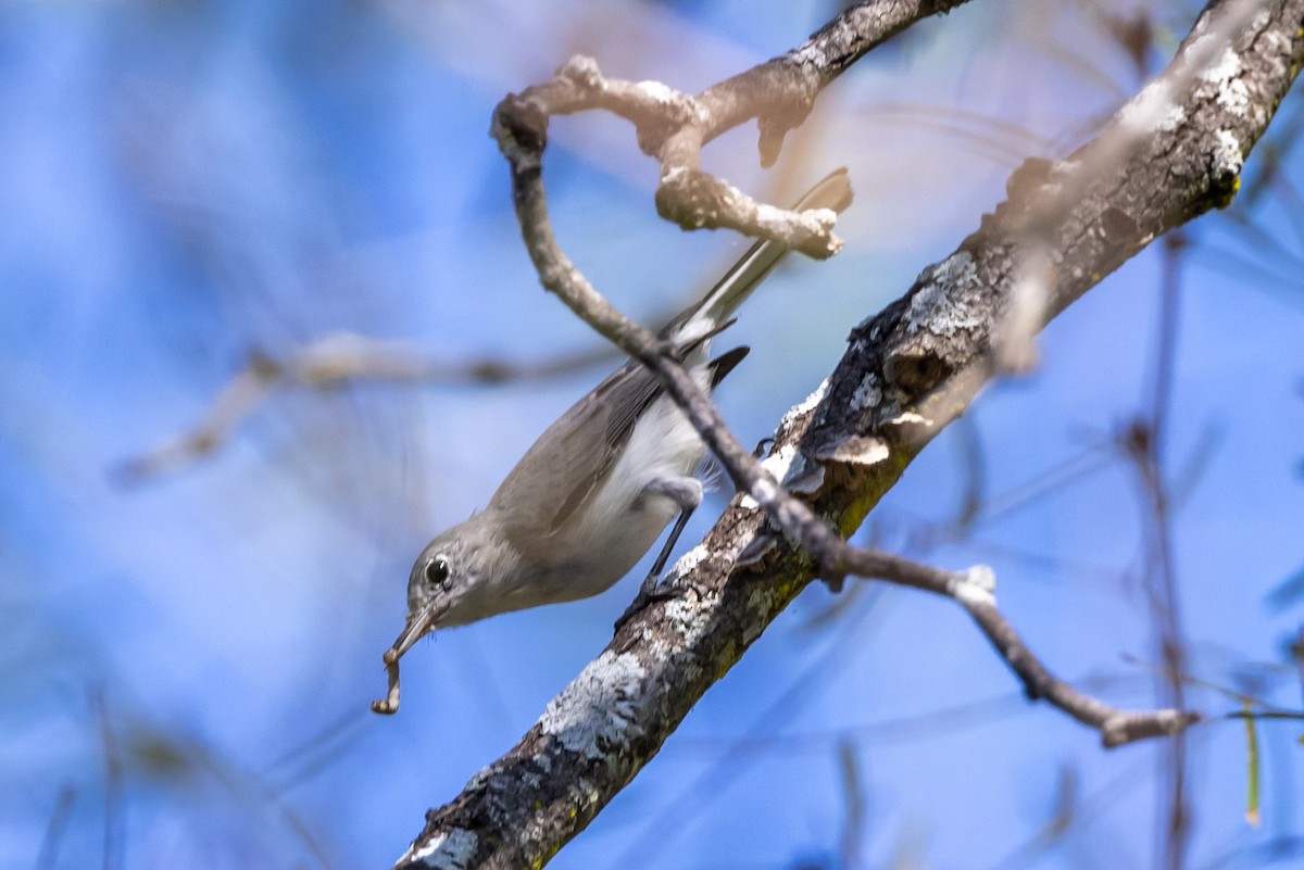 Голубая комароловка - ML645142310