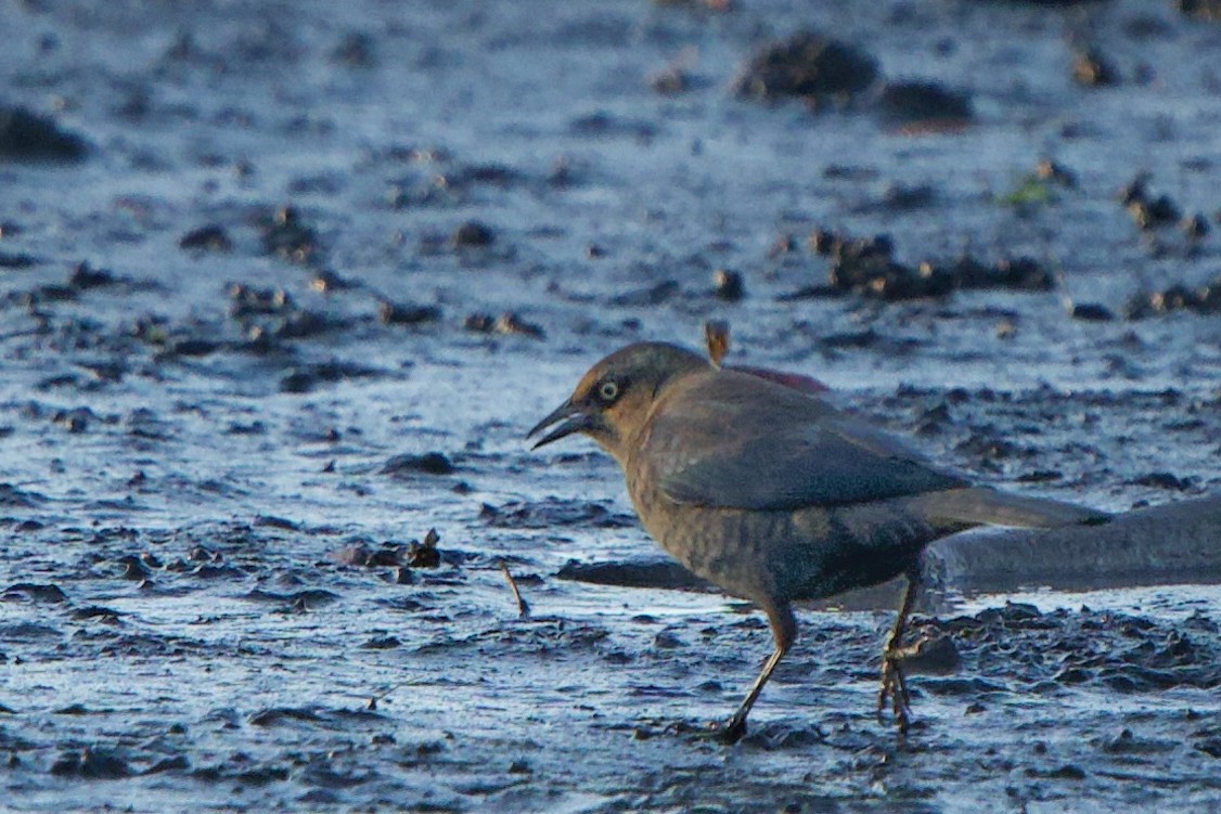 Rusty Blackbird - ML645142313