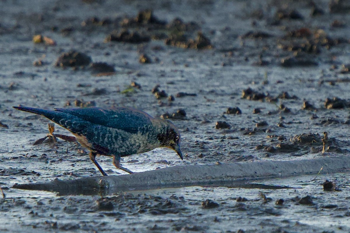 Rusty Blackbird - ML645142314
