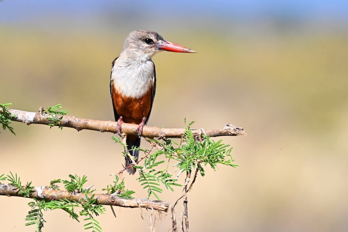 Martin-chasseur à tête grise - ML645142316
