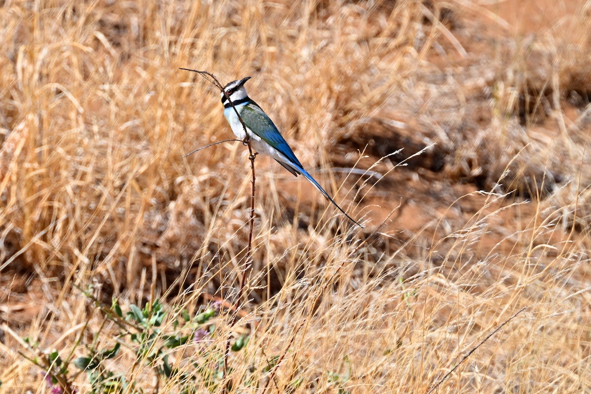 White-throated Bee-eater - ML645142324