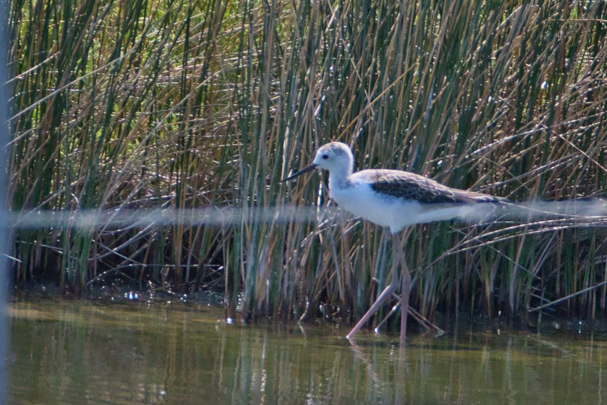 高蹺鴴 - ML645142327