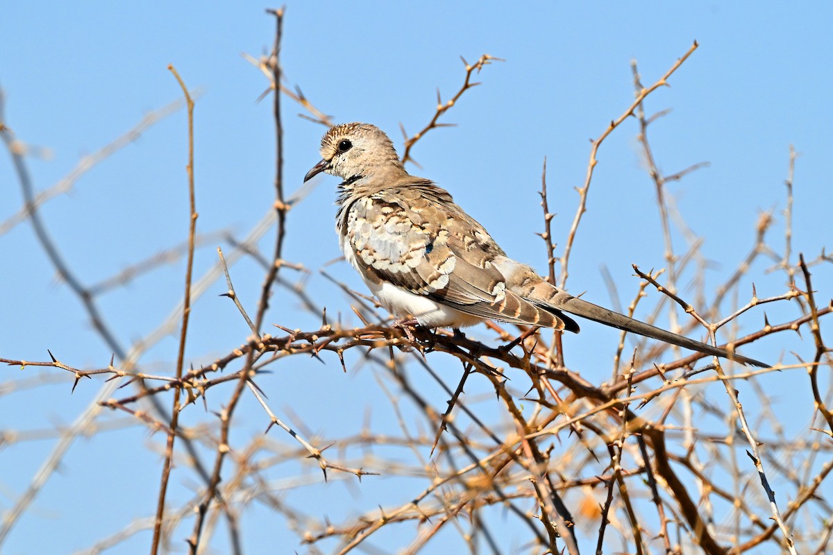 Namaqua Dove - ML645142330