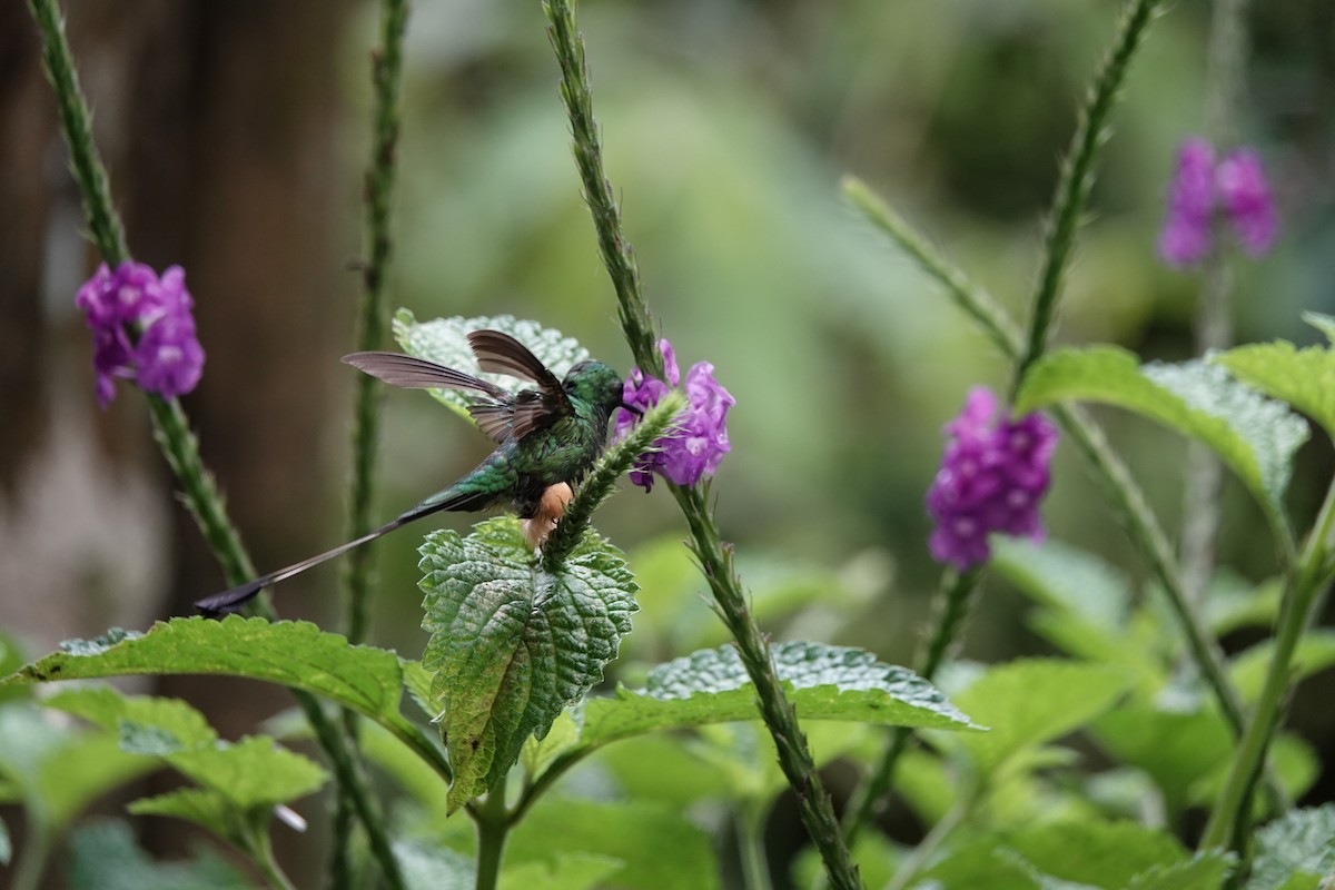 Peruvian Racket-tail - ML645142336