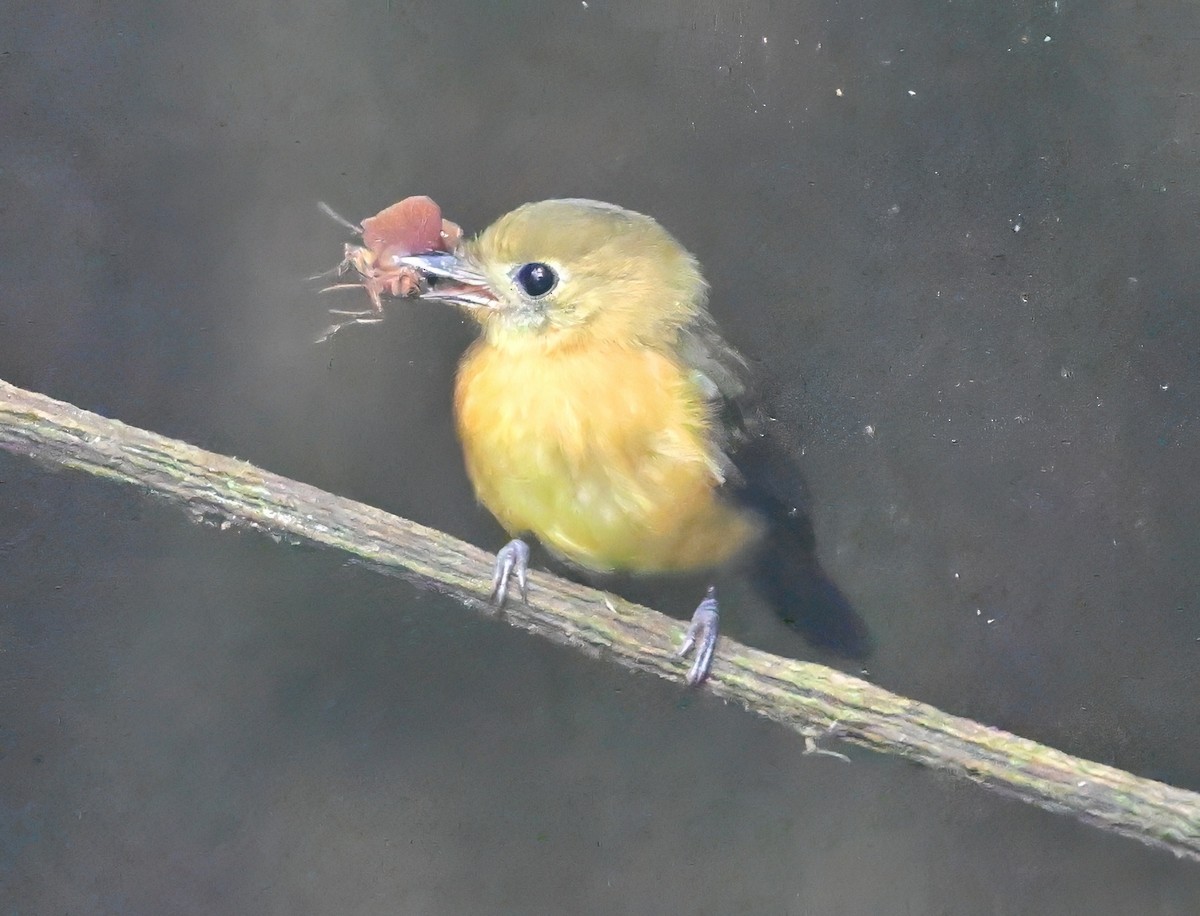 Sulphur-rumped Flycatcher - ML645142338