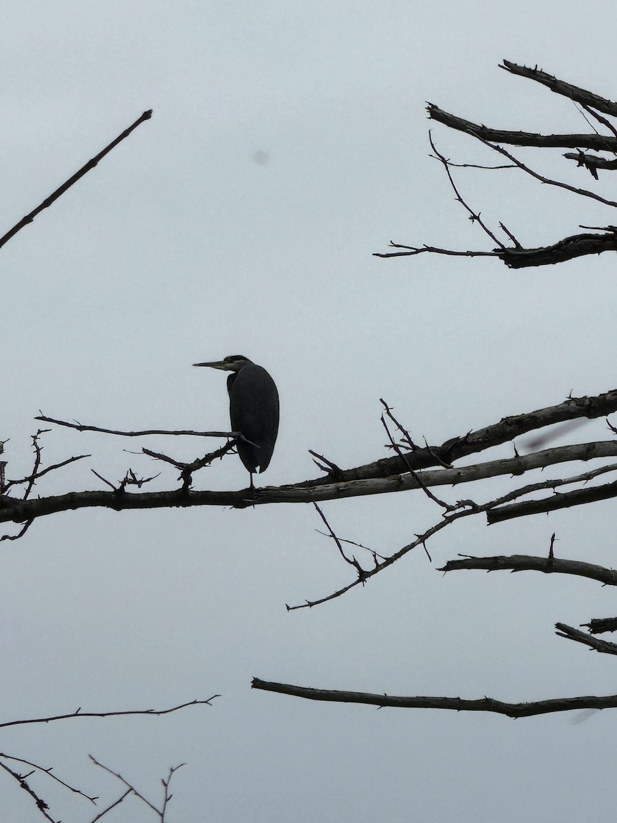 Great Blue Heron - ML645142350