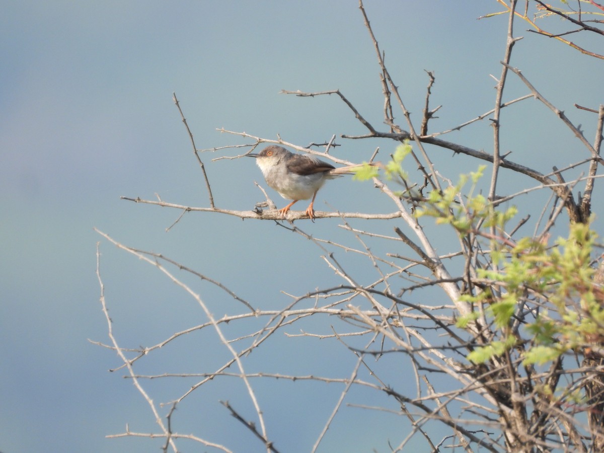 Gray-breasted Prinia - ML645142356