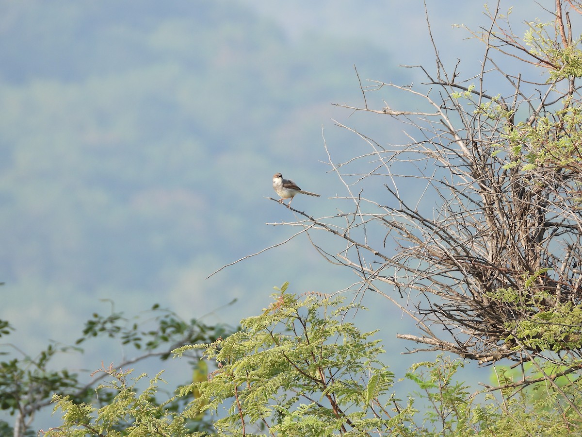Gray-breasted Prinia - ML645142357