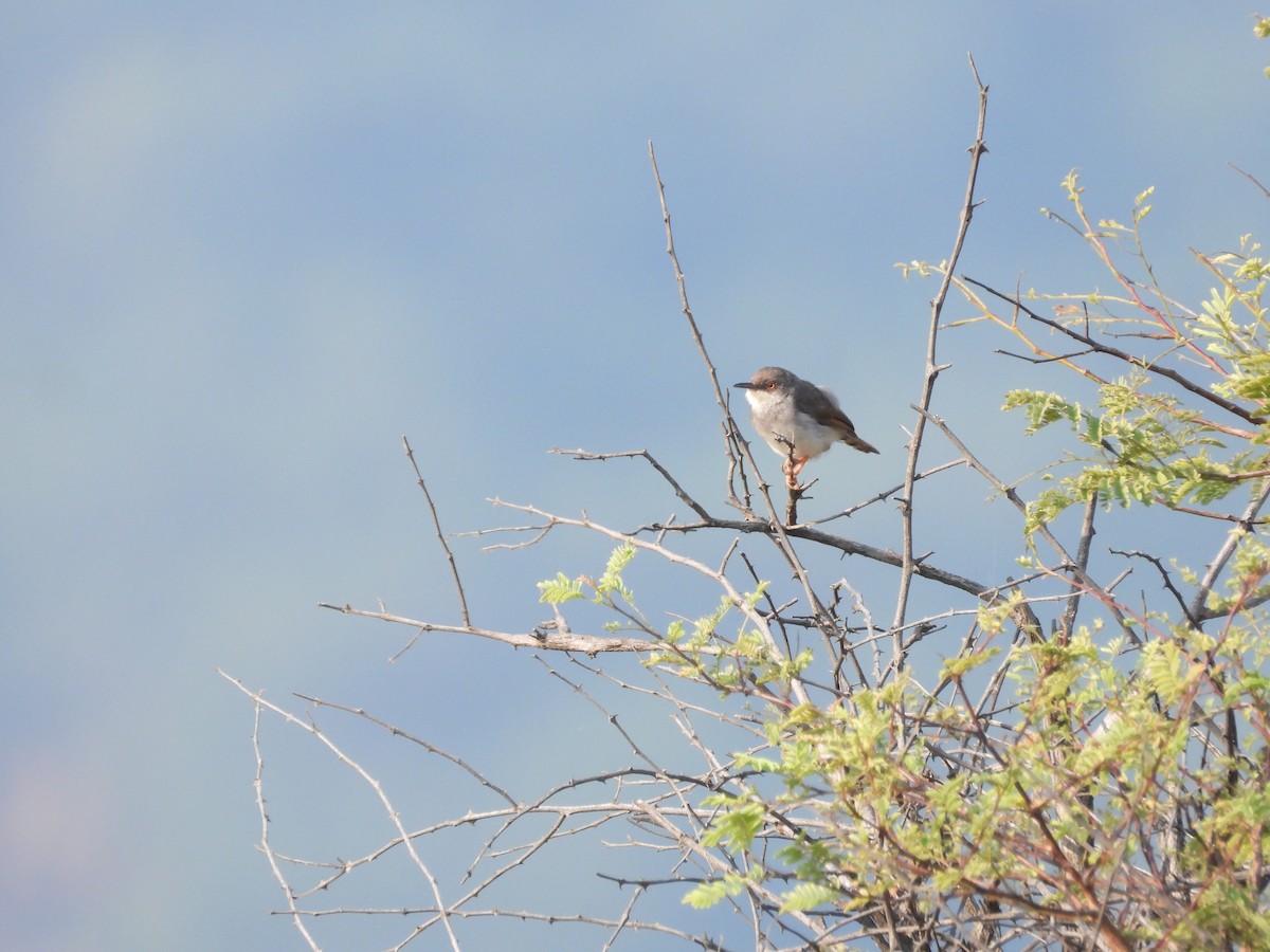 Gray-breasted Prinia - ML645142358