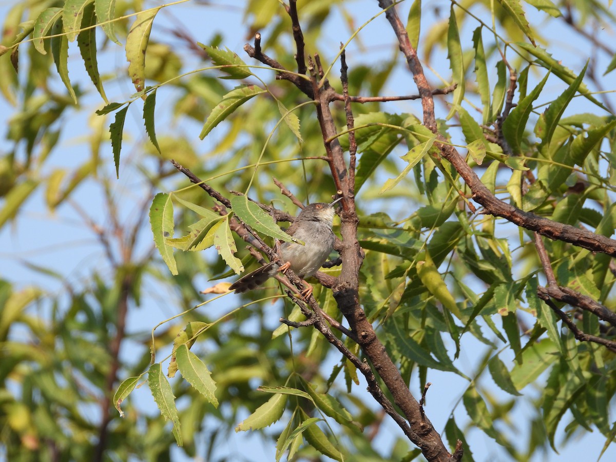 Gray-breasted Prinia - ML645142361