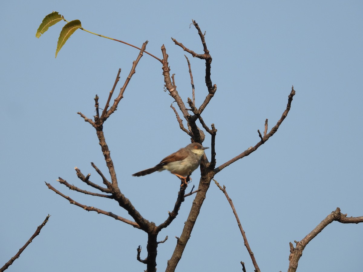 Gray-breasted Prinia - ML645142362