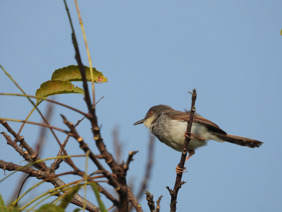 Gray-breasted Prinia - ML645142363