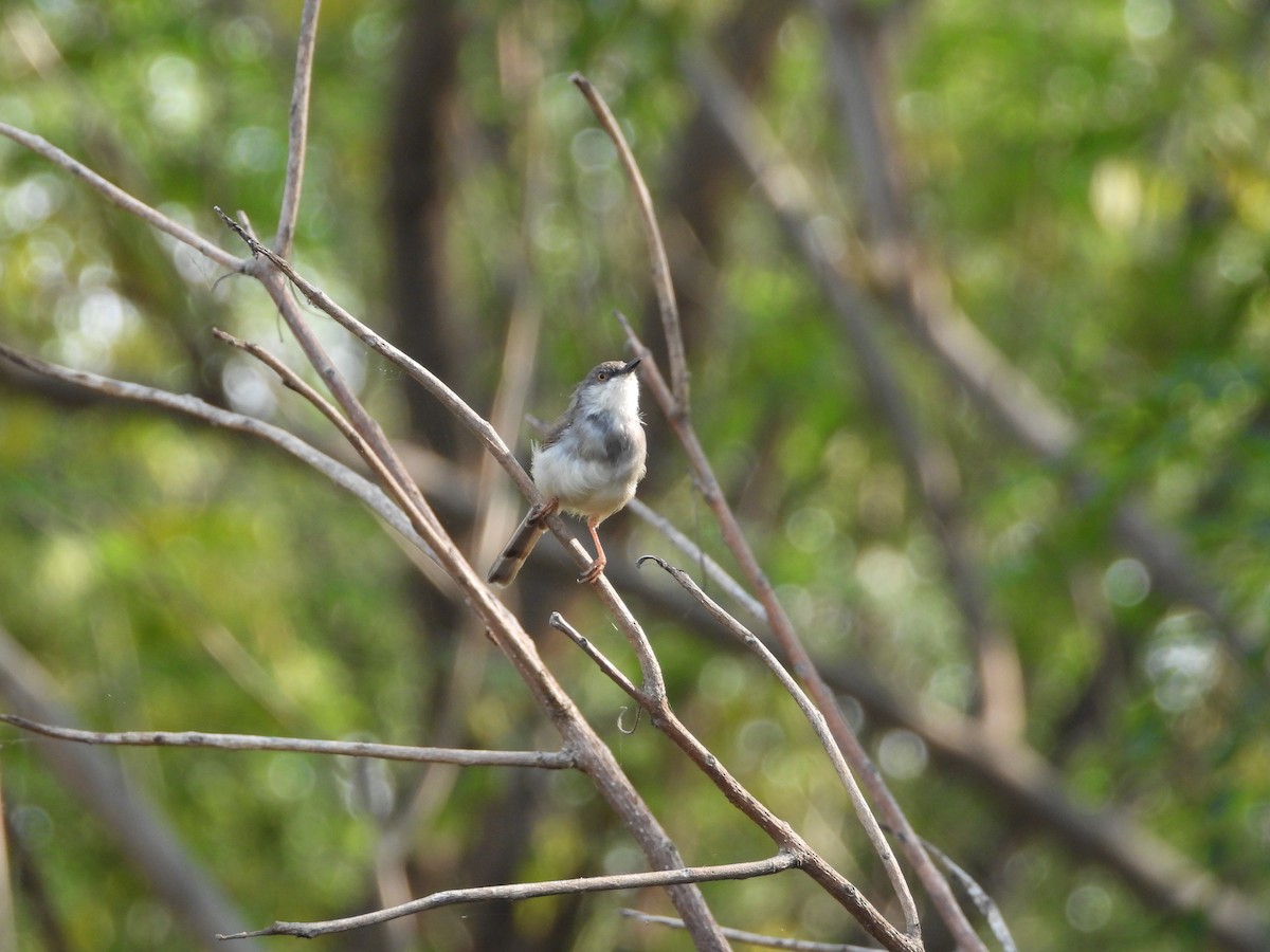 Gray-breasted Prinia - ML645142364