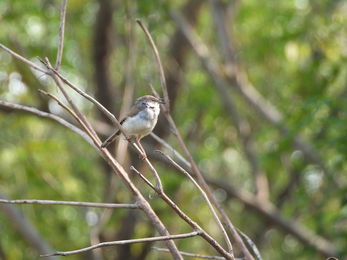 Gray-breasted Prinia - ML645142365