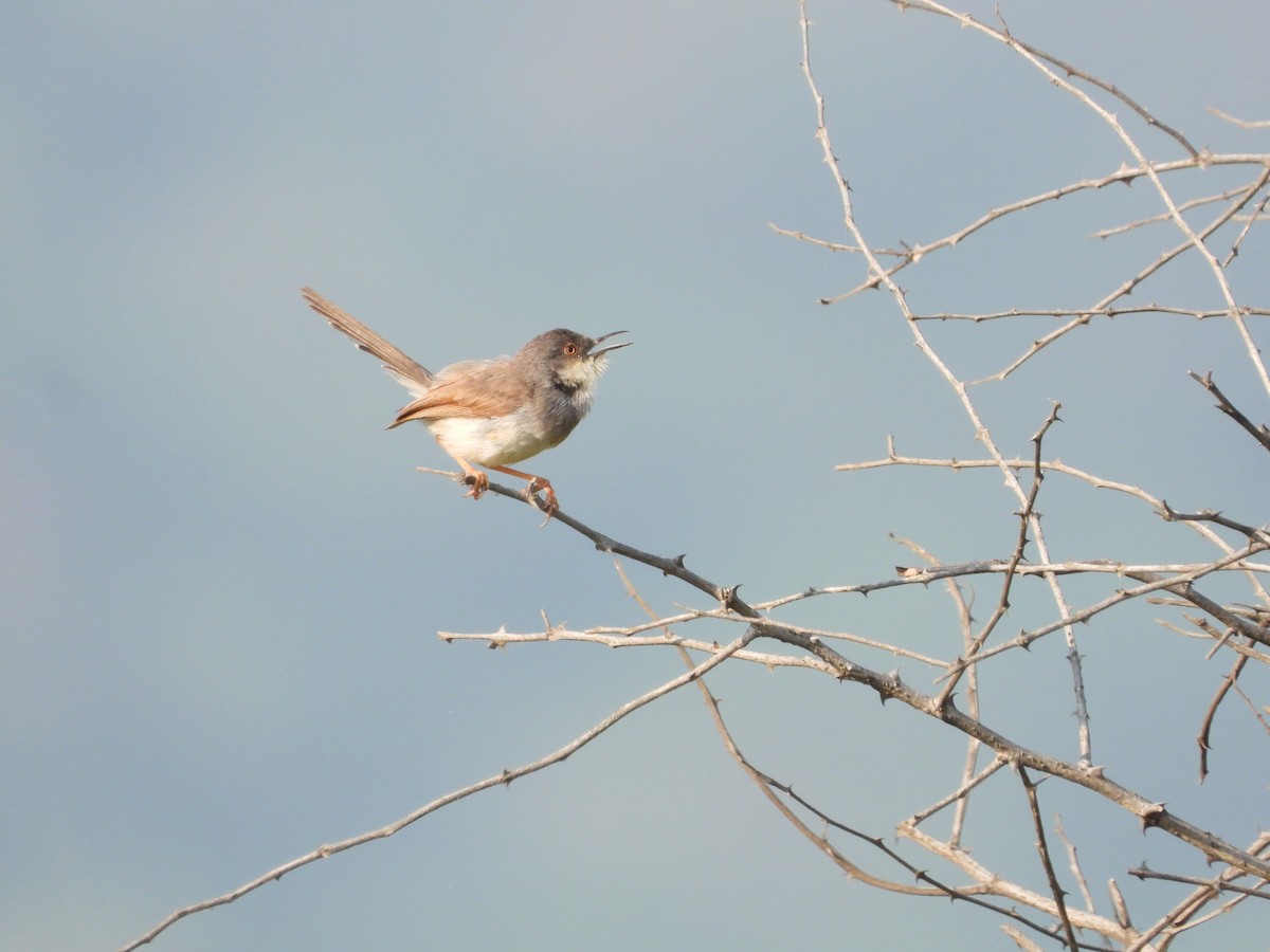 Gray-breasted Prinia - ML645142366
