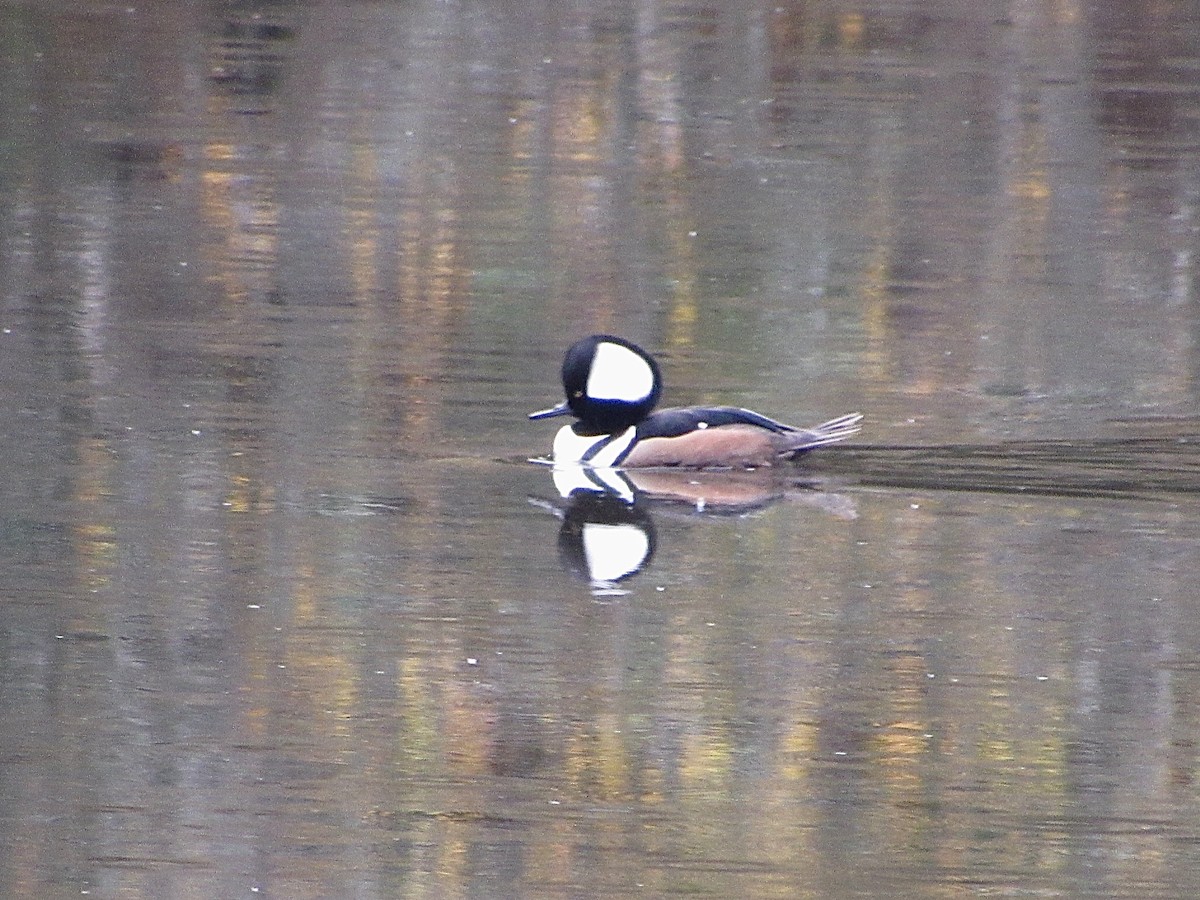 Hooded Merganser - ML645142372
