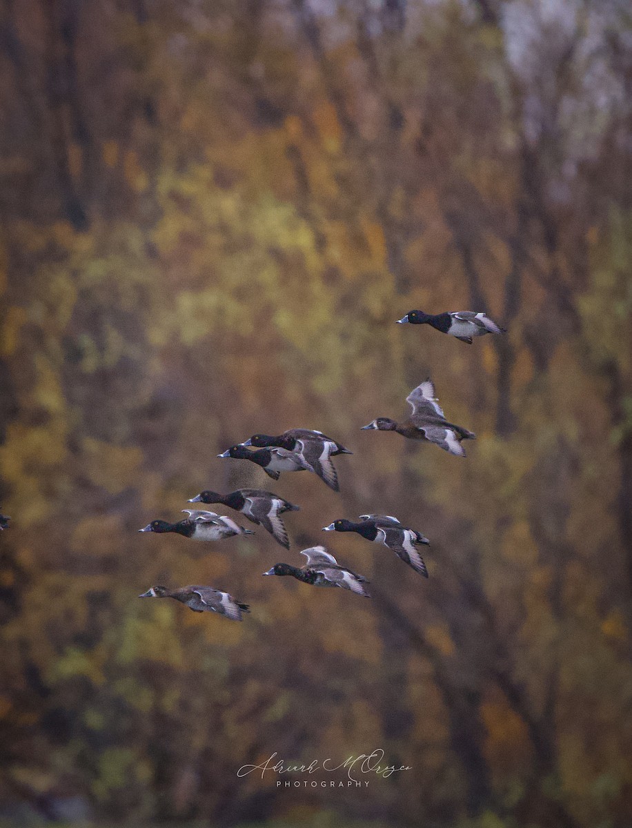 環頸潛鴨 - ML645142373