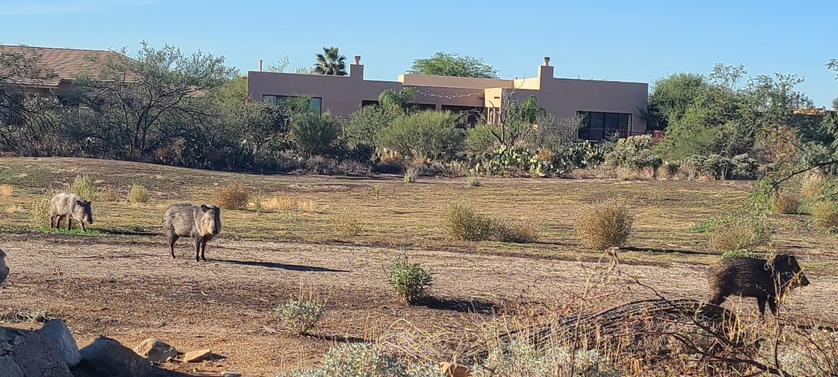 Animals - ML645142377