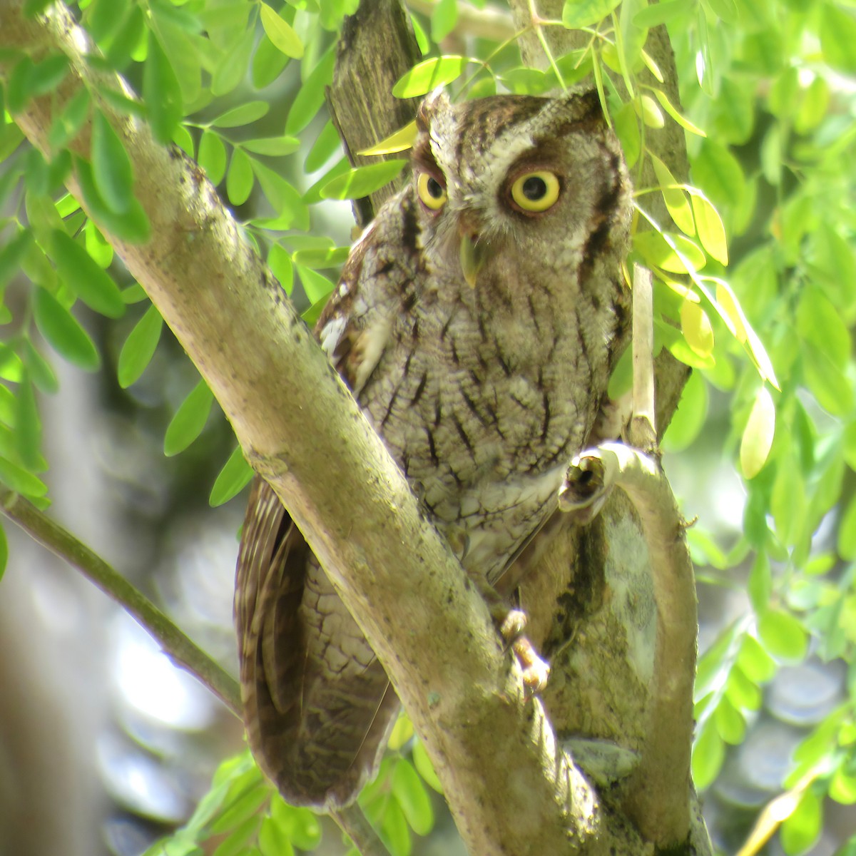 Tropical Screech-Owl - ML645142379