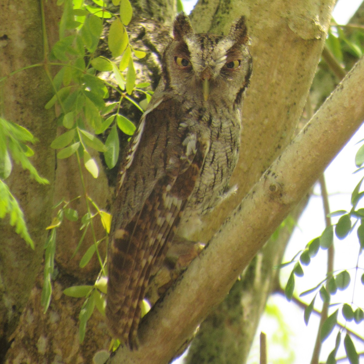 Tropical Screech-Owl - ML645142380