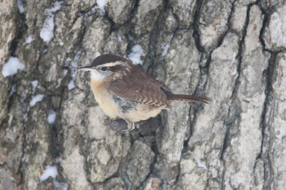 Carolina Wren - ML645142385