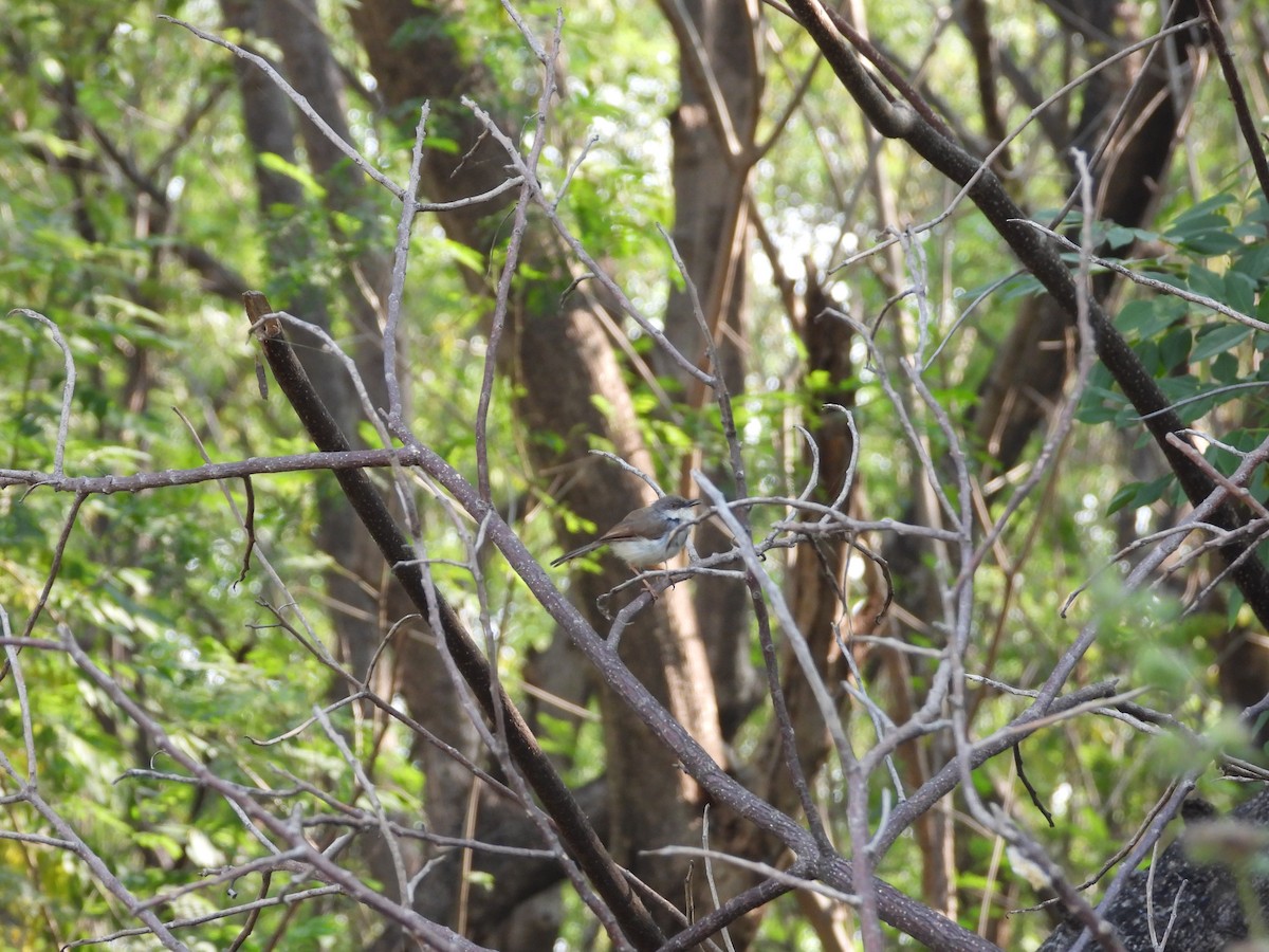 Ashy Prinia - ML645142390
