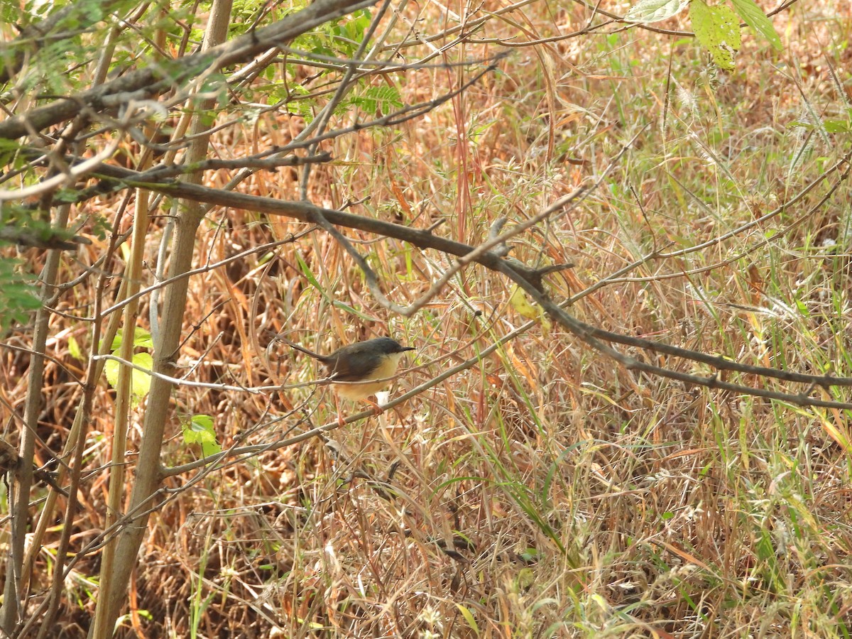 Ashy Prinia - ML645142391