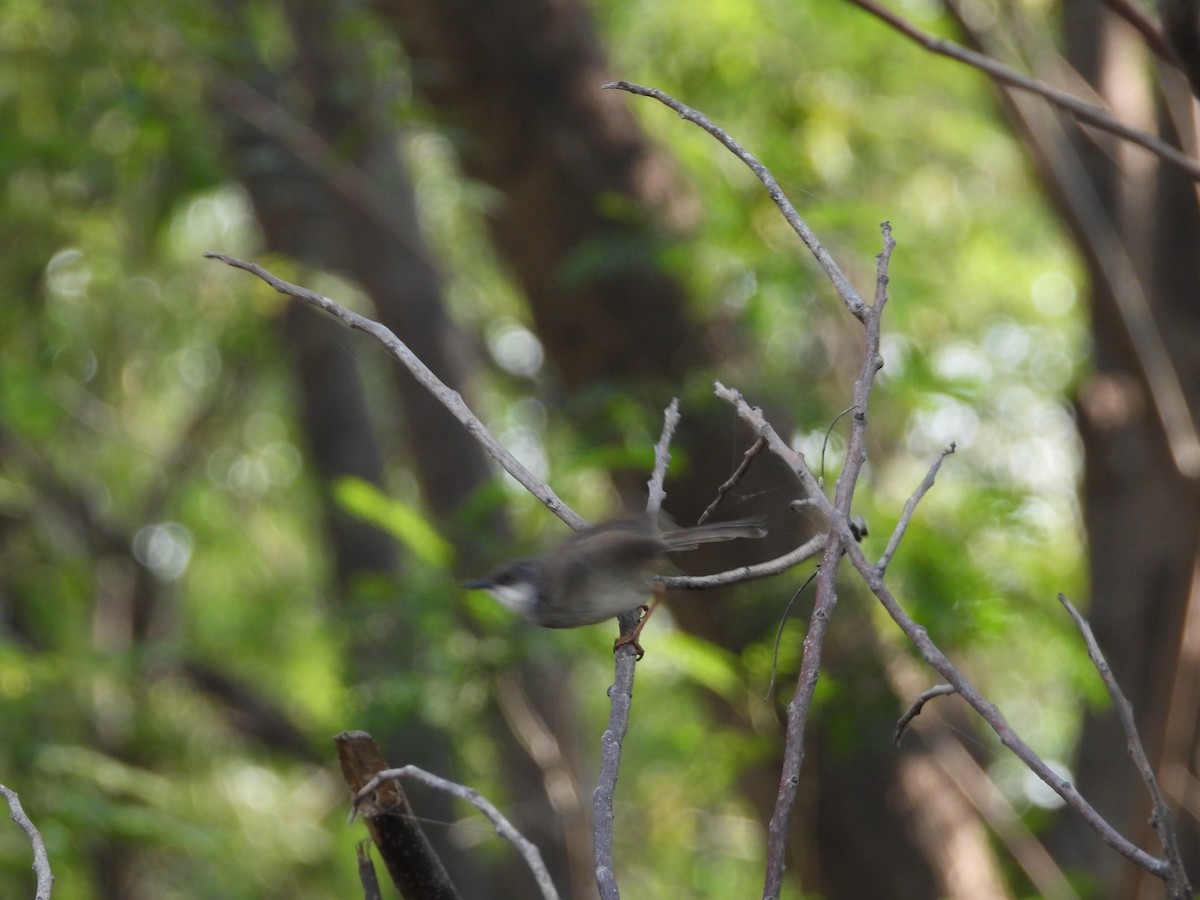 Gray-breasted Prinia - ML645142392