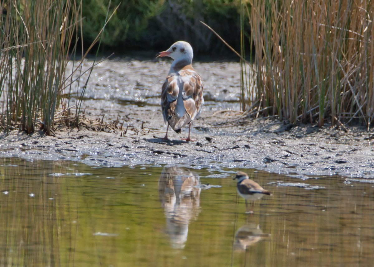 racek chechtavý - ML645142393