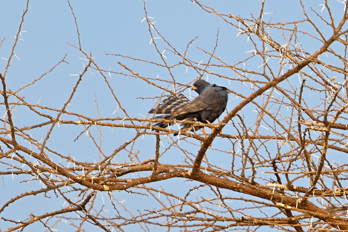 Gabar Goshawk - ML645142400