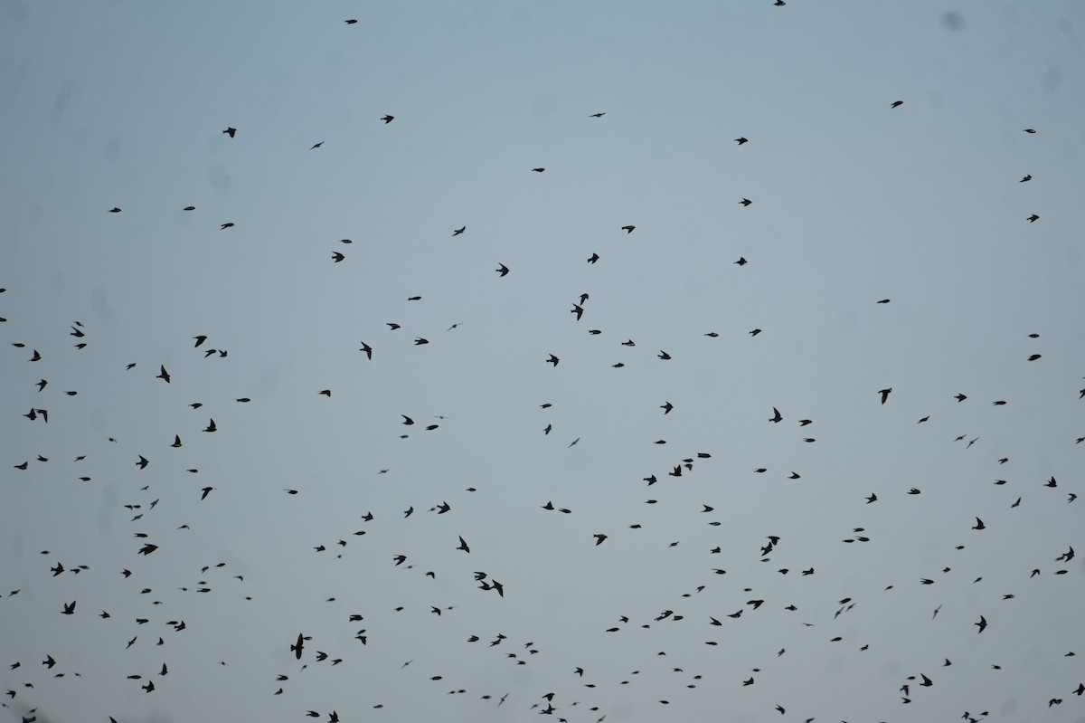 Tree Swallow - ML645142403