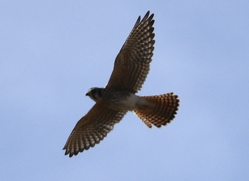 בז אמריקני - ML645142411