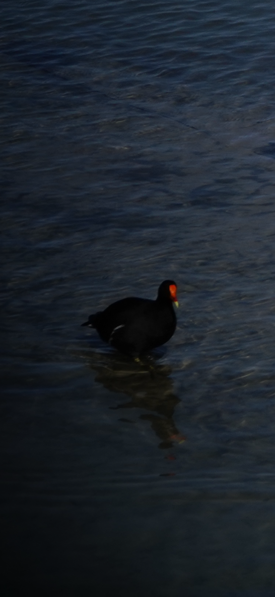 アメリカバン - ML645142412