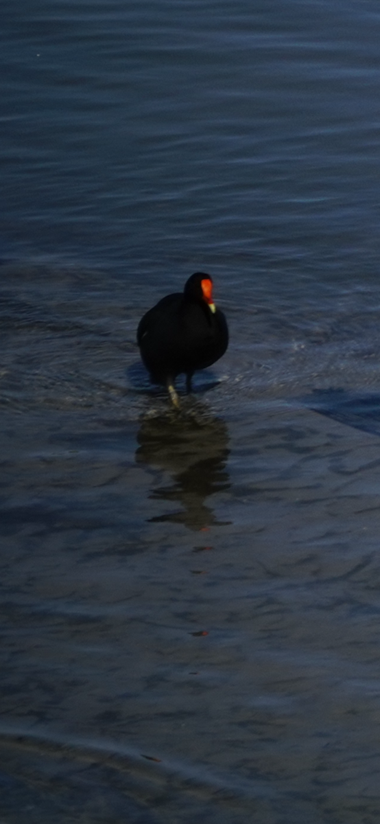 アメリカバン - ML645142413