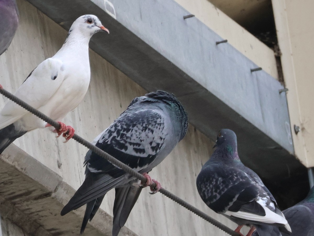 Kaya Güvercini (evcil tip) - ML645142415