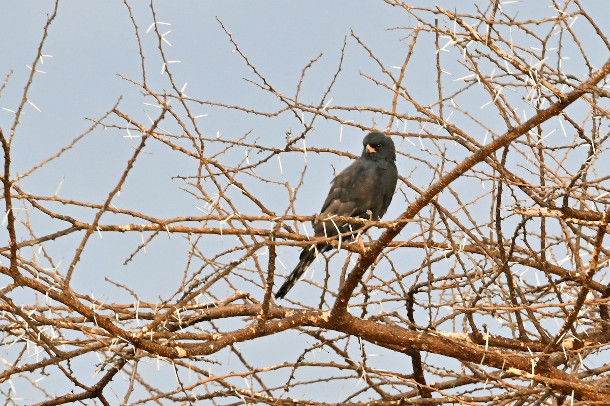 Gabar Goshawk - ML645142438