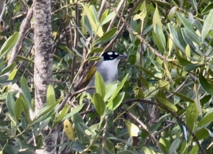 Пальмагра чорноголова - ML645142446