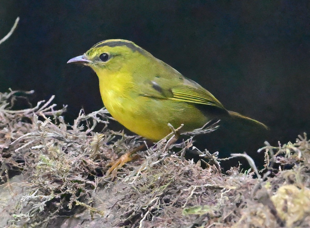 Choco Warbler - ML645142455