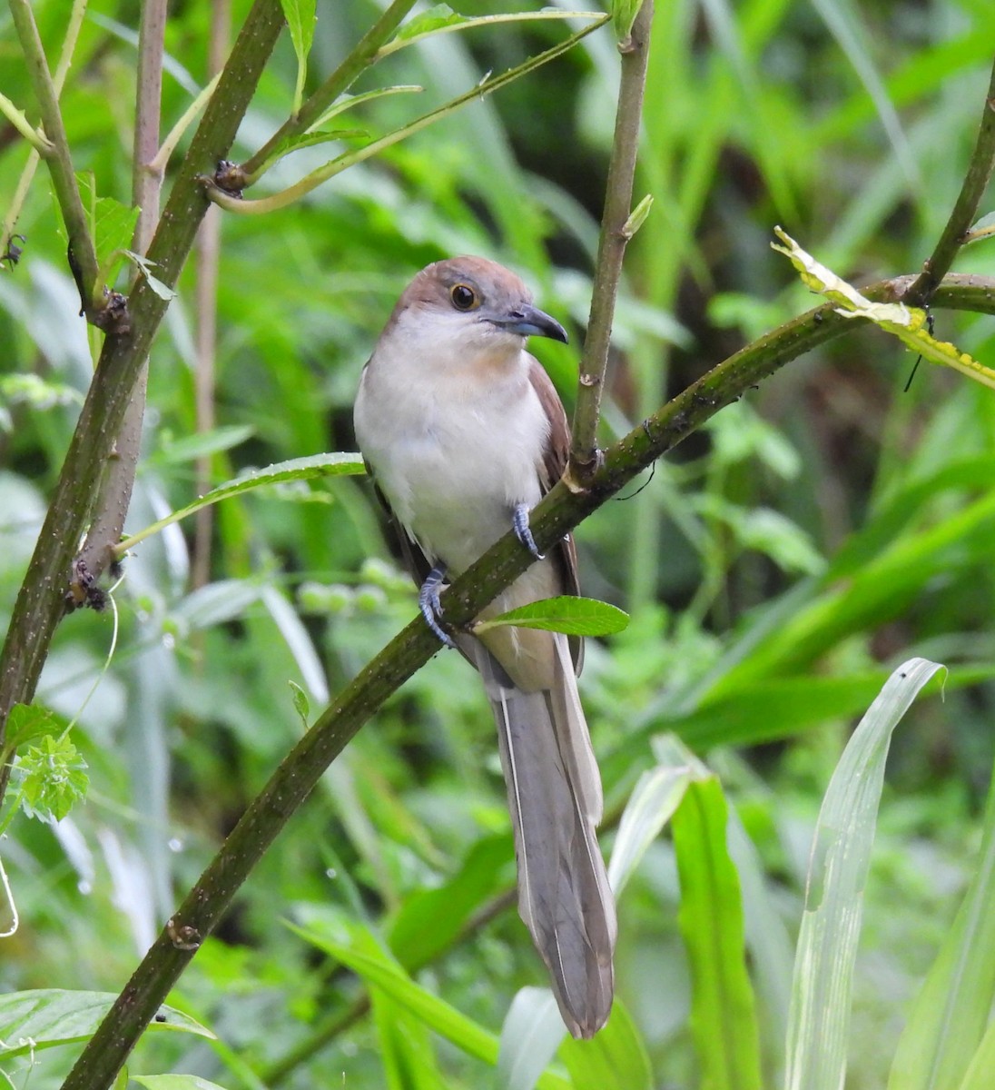Black-billed Cuckoo - ML645142461