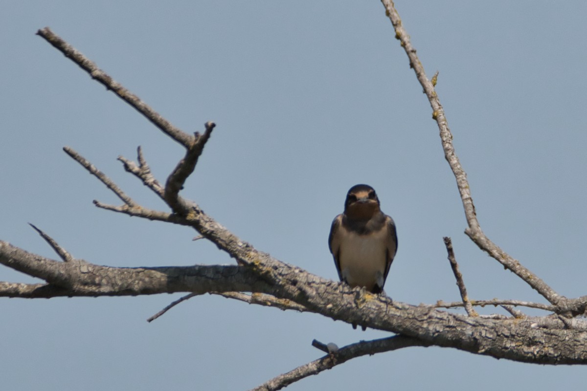 vlaštovka obecná - ML645142462