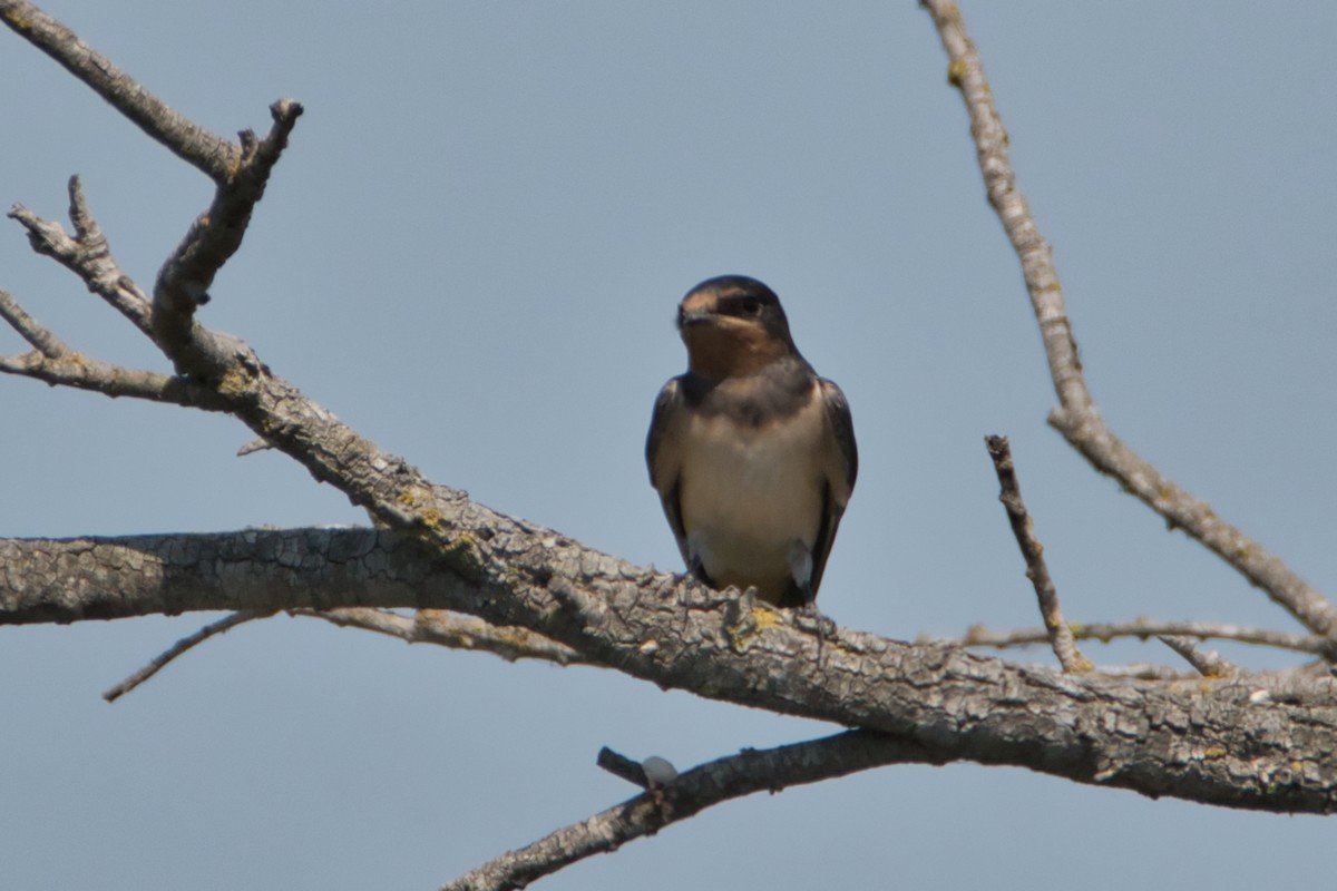 vlaštovka obecná - ML645142463