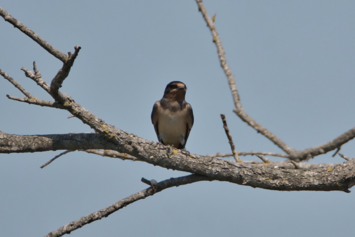 vlaštovka obecná - ML645142464