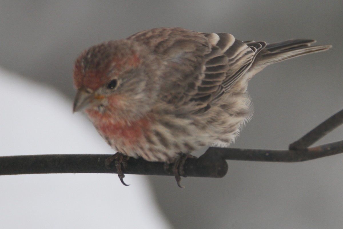 House Finch - ML645142474